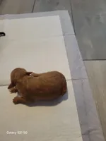 Dodger, a male Miniature Goldendoodle for sale in Milford, UT – Photo 3 of 3