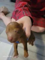 Dodger, a male Miniature Goldendoodle for sale in Milford, UT – Photo 2 of 3