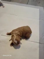 Avatar, a female Miniature Goldendoodle for sale in Milford, UT – Photo 2 of 3