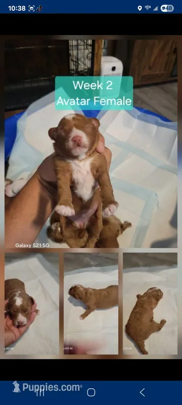 Avatar – Miniature Goldendoodle puppy for sale in Milford, UT