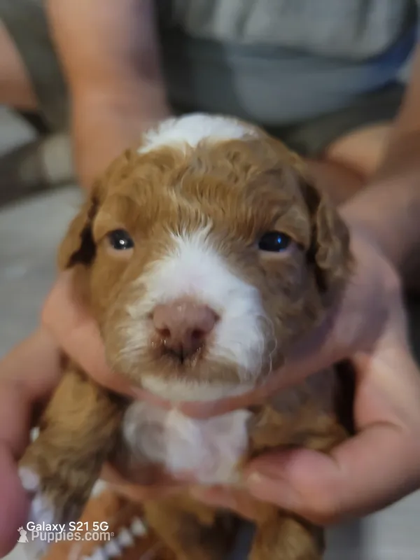 Avatar – Miniature Goldendoodle puppy for sale in Milford, UT