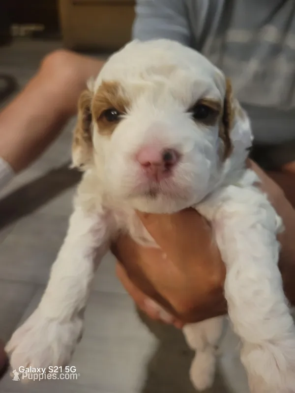 Blizzard – Miniature Goldendoodle puppy for sale in Milford, UT