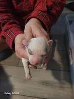 Blizzard, a male Miniature Goldendoodle for sale in Milford, UT – Photo 1 of 3