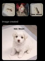 Blizzard, a male Miniature Goldendoodle for sale in Milford, UT – Photo 3 of 3