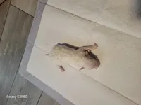 Blizzard, a male Miniature Goldendoodle for sale in Milford, UT – Photo 2 of 3