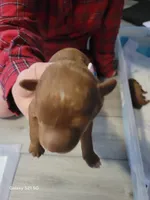 Coda, a male Miniature Goldendoodle for sale in Milford, UT – Photo 1 of 2