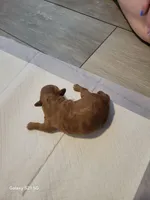 Coda, a male Miniature Goldendoodle for sale in Milford, UT – Photo 2 of 2