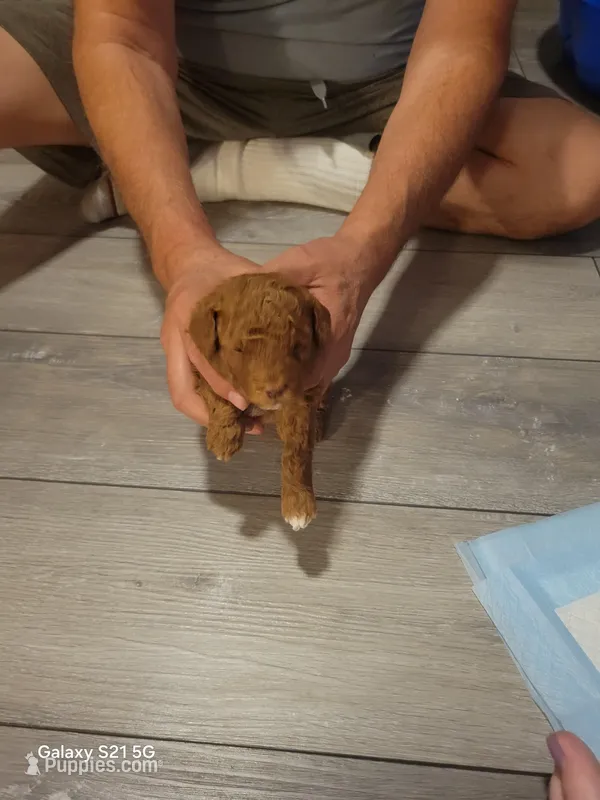 Coda – Miniature Goldendoodle puppy for sale in Milford, UT