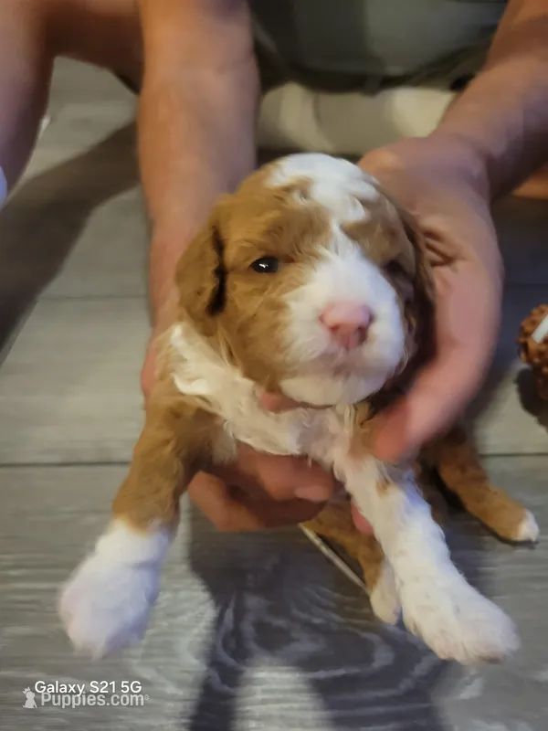 Bri – Miniature Goldendoodle puppy for sale in Milford, UT