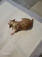 Bri, a female Miniature Goldendoodle for sale in Milford, UT – Photo 3 of 3