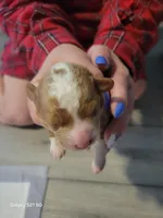 Bri, a female Miniature Goldendoodle for sale in Milford, UT – Photo 2 of 3