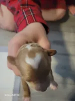 Romeo, a male Miniature Goldendoodle for sale in Milford, UT – Photo 2 of 4