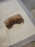 Romeo, a male Miniature Goldendoodle for sale in Milford, UT – Photo 4 of 4