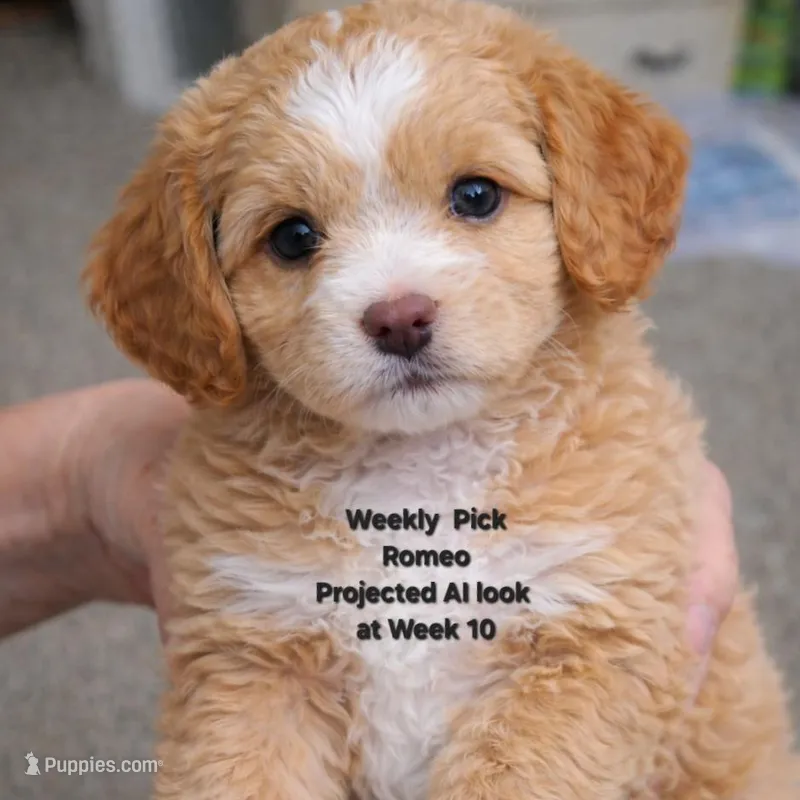 Romeo – Miniature Goldendoodle puppy for sale in Milford, UT