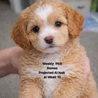 Romeo, a male Miniature Goldendoodle for sale in Milford, UT – Photo 1 of 4