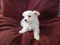 Janice, a female Malchi for sale in Albany, GA – Photo 5 of 6