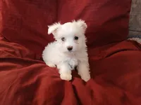 Janice, a female Malchi for sale in Albany, GA – Photo 6 of 6