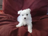 Janice, a female Malchi for sale in Albany, GA – Photo 4 of 6