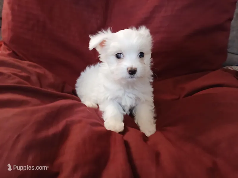 Janice – Malchi puppy for sale in Albany, GA