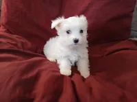 Janice, a female Malchi for sale in Albany, GA – Photo 1 of 6