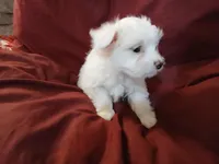 Janice, a female Malchi for sale in Albany, GA – Photo 2 of 6