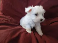 Janice, a female Malchi for sale in Albany, GA – Photo 3 of 6