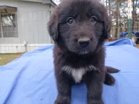 Shelly, a female Golden Retriever for sale in Albany, GA – Photo 3 of 6