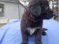 Shelly, a female Golden Retriever for sale in Albany, GA – Photo 5 of 6
