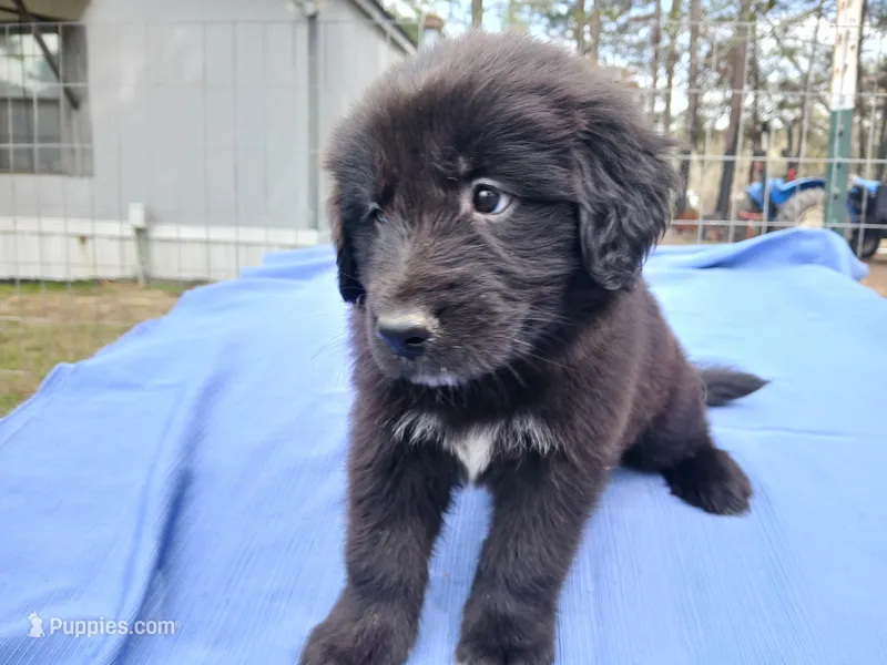 Shelly – Golden Retriever puppy on hold in Albany, GA