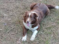 Shelly, a female Golden Retriever for sale in Albany, GA – Photo 6 of 6