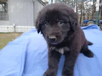 Shelly, a female Golden Retriever for sale in Albany, GA – Photo 2 of 6