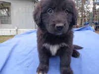 Shelly, a female Golden Retriever for sale in Albany, GA – Photo 4 of 6