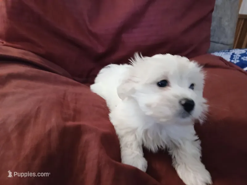 Jeanie – Malchi puppy for sale in Albany, GA