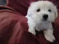 Jeanie, a female Malchi for sale in Albany, GA – Photo 4 of 6