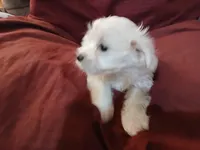 Jeanie, a female Malchi for sale in Albany, GA – Photo 3 of 6