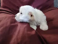 Jeanie, a female Malchi for sale in Albany, GA – Photo 6 of 6