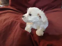 Jeanie, a female Malchi for sale in Albany, GA – Photo 2 of 6