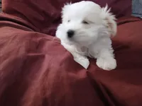 Jeanie, a female Malchi for sale in Albany, GA – Photo 5 of 6