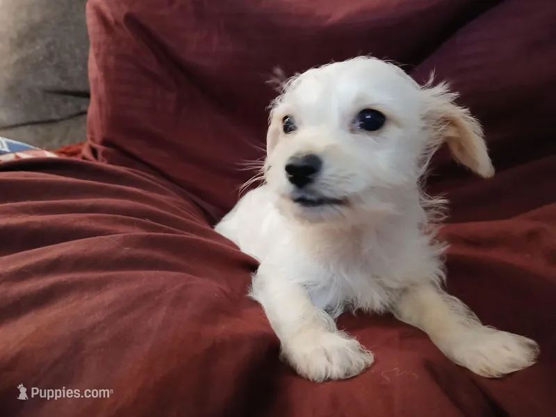 Jordan – Malchi puppy on hold in Albany, GA