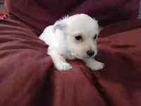 Jordan, a male Malchi for sale in Albany, GA – Photo 4 of 8