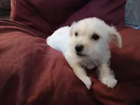 Jordan, a male Malchi for sale in Albany, GA – Photo 5 of 8