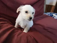 Jordan, a male Malchi for sale in Albany, GA – Photo 3 of 8