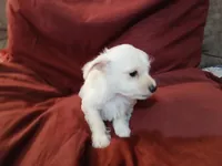 Jordan, a male Malchi for sale in Albany, GA – Photo 2 of 8