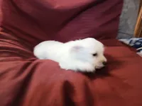 Jordan, a male Malchi for sale in Albany, GA – Photo 6 of 8