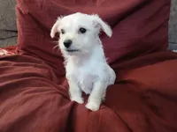 Jordan, a male Malchi for sale in Albany, GA – Photo 7 of 8