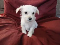 Jordan, a male Malchi for sale in Albany, GA – Photo 8 of 8