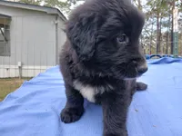 Carson, a male Golden Retriever for sale in Albany, GA – Photo 3 of 5