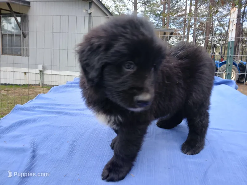 Carson – Golden Retriever puppy for sale in Albany, GA