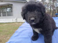 Carson, a male Golden Retriever for sale in Albany, GA – Photo 5 of 5