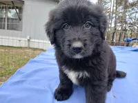 Carson, a male Golden Retriever for sale in Albany, GA – Photo 2 of 5